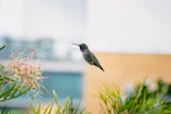 A delicate hummingbird hovering near colorful flowers in the herbal garden.