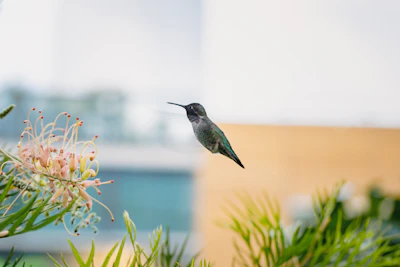 A delicate hummingbird hovering near colorful flowers in the herbal garden.