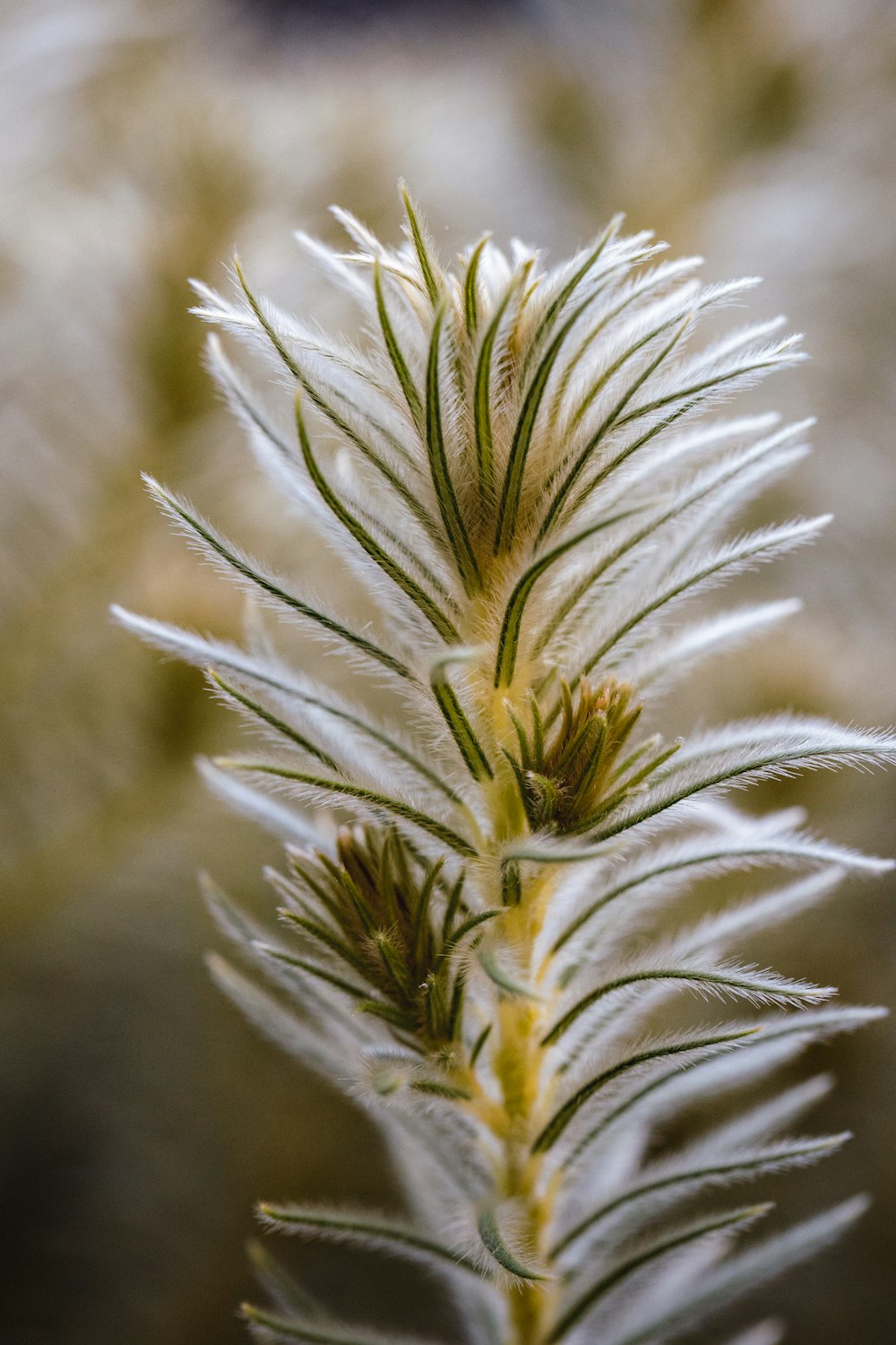 a close up of a plant with white flowers