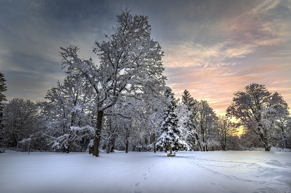 a snow covered field with trees in the background