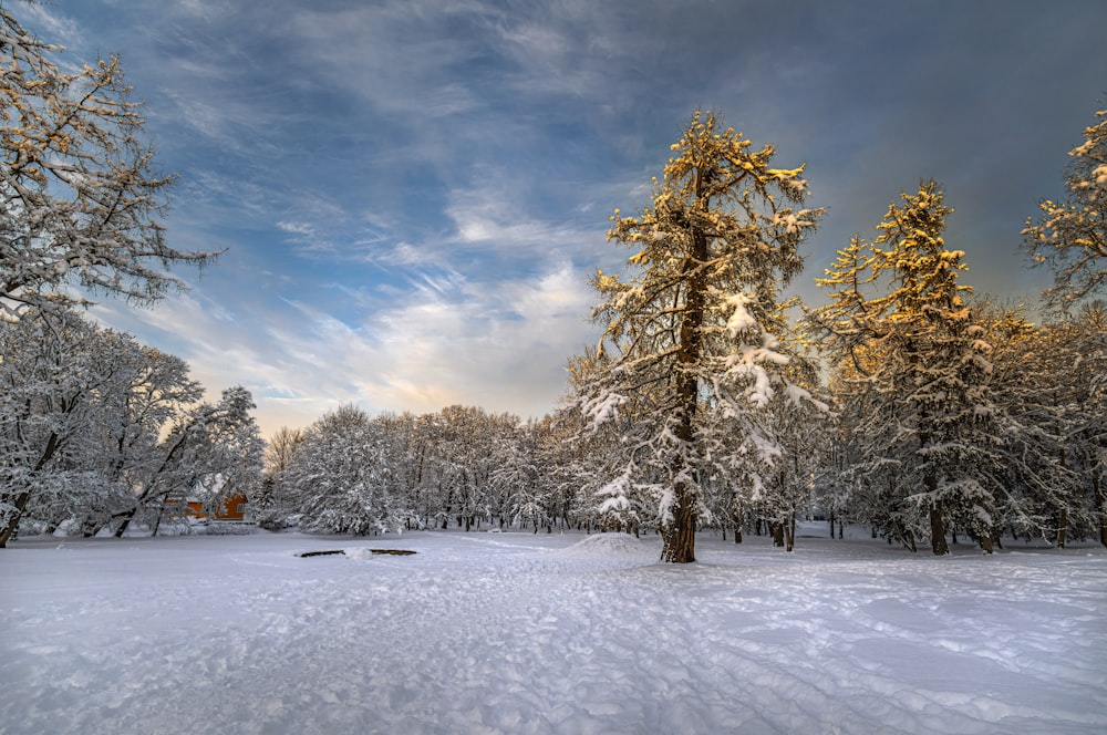 a snow covered field with trees in the background