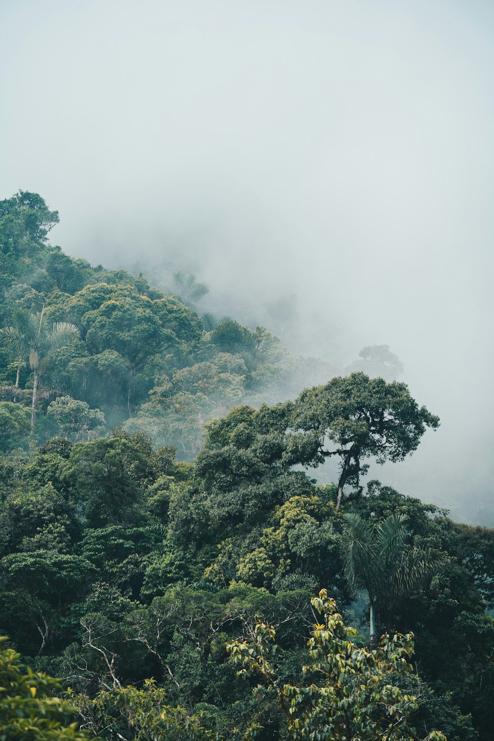 a foggy forest filled with lots of trees