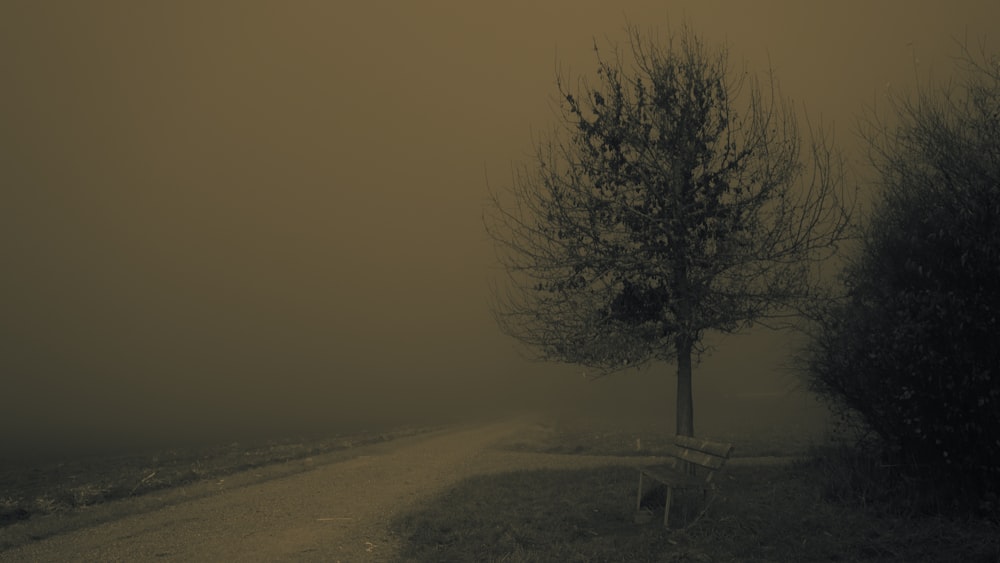 a lone tree on a foggy road