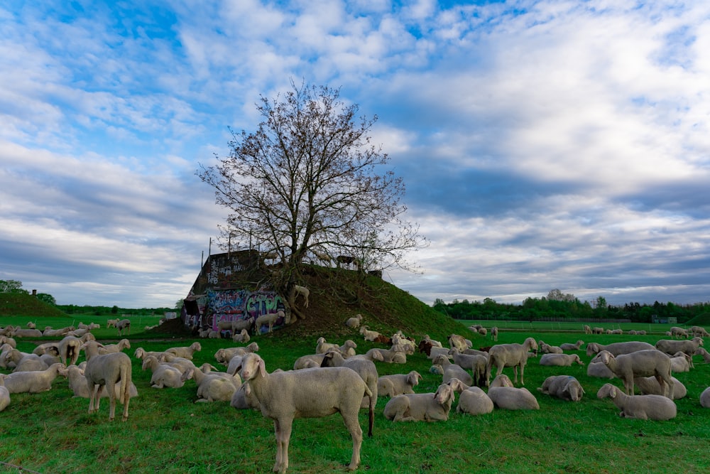 a herd of sheep standing on top of a lush green field