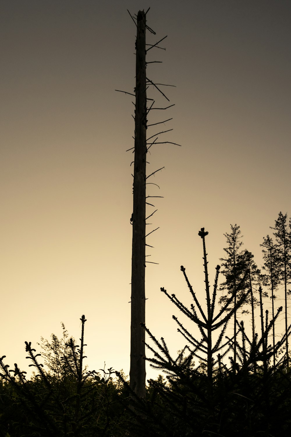 a tall tree in the middle of a forest