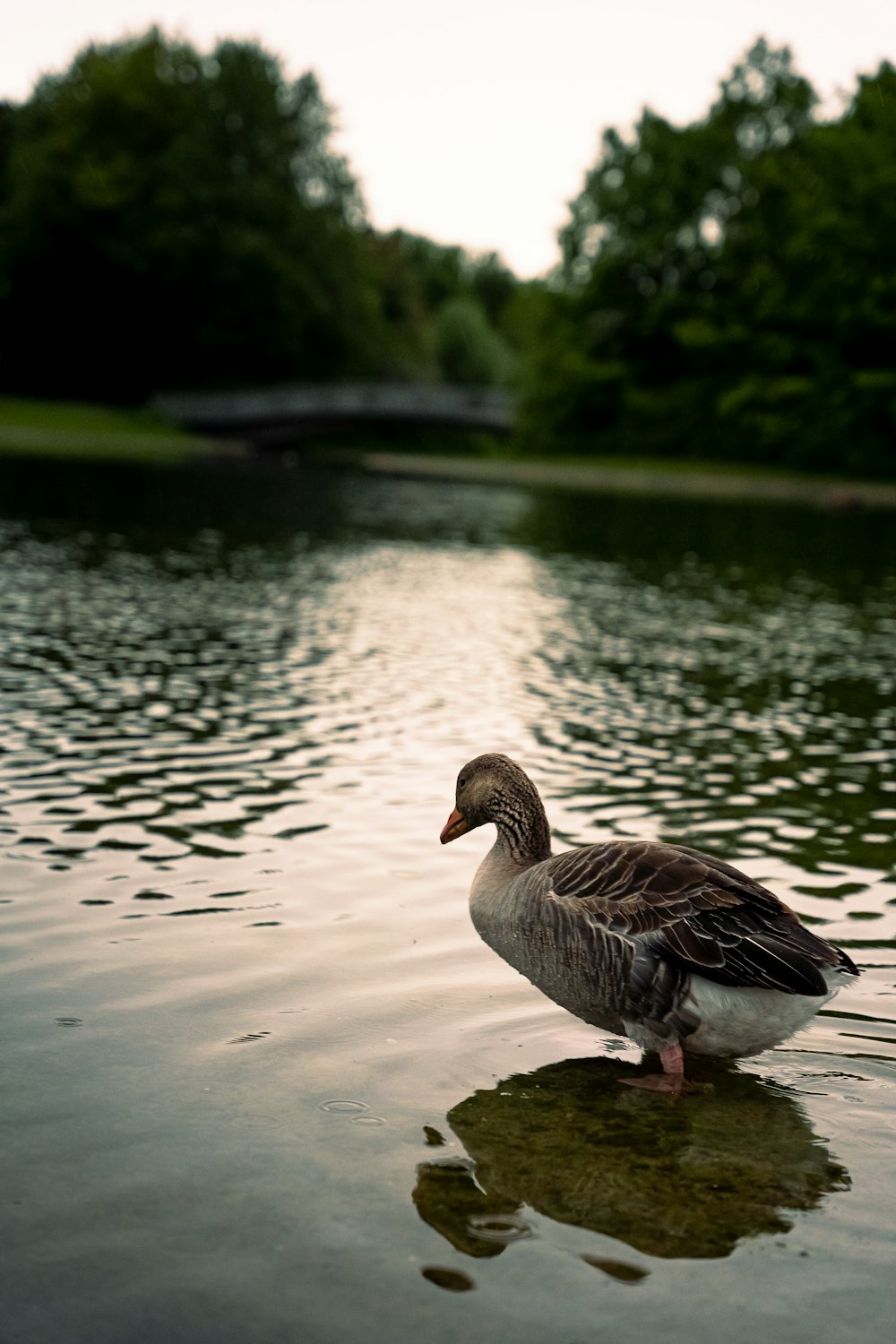 a duck standing on the edge of a body of water