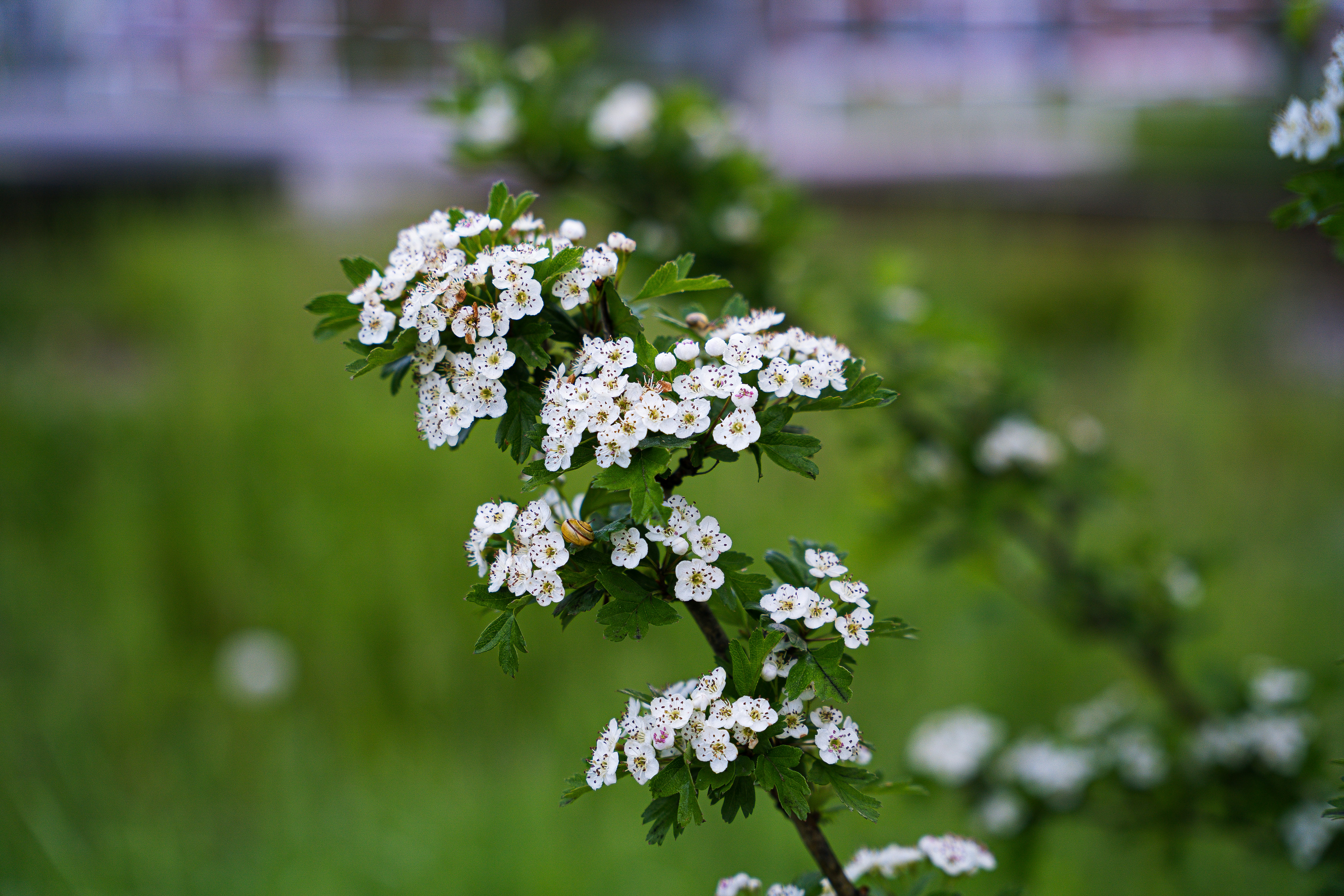 ein Zweig einer blühenden Pflanze mit weißen Blüten