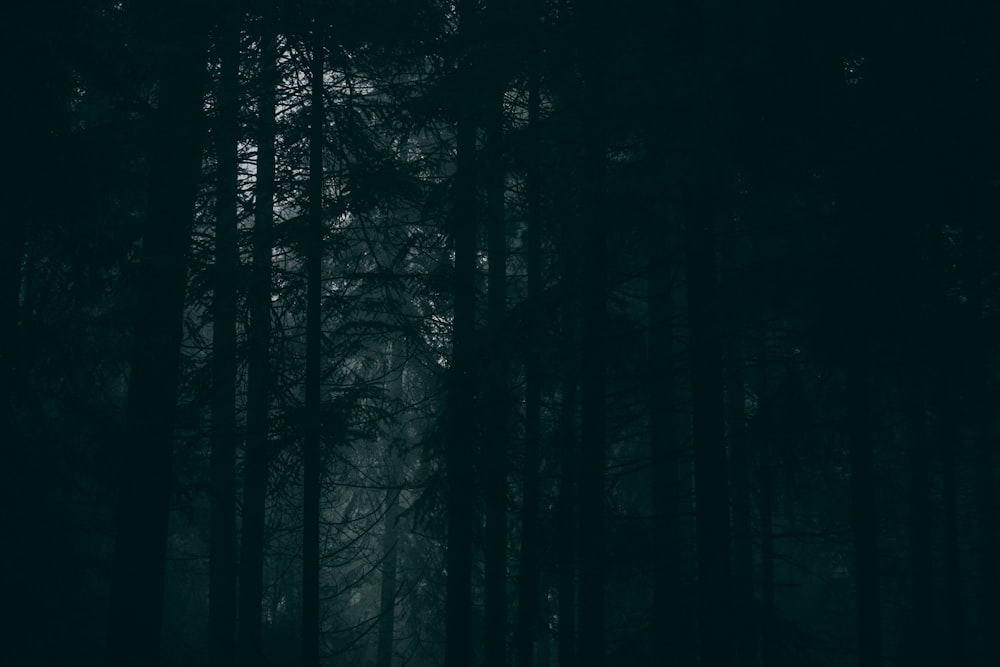 a dark forest filled with lots of tall trees