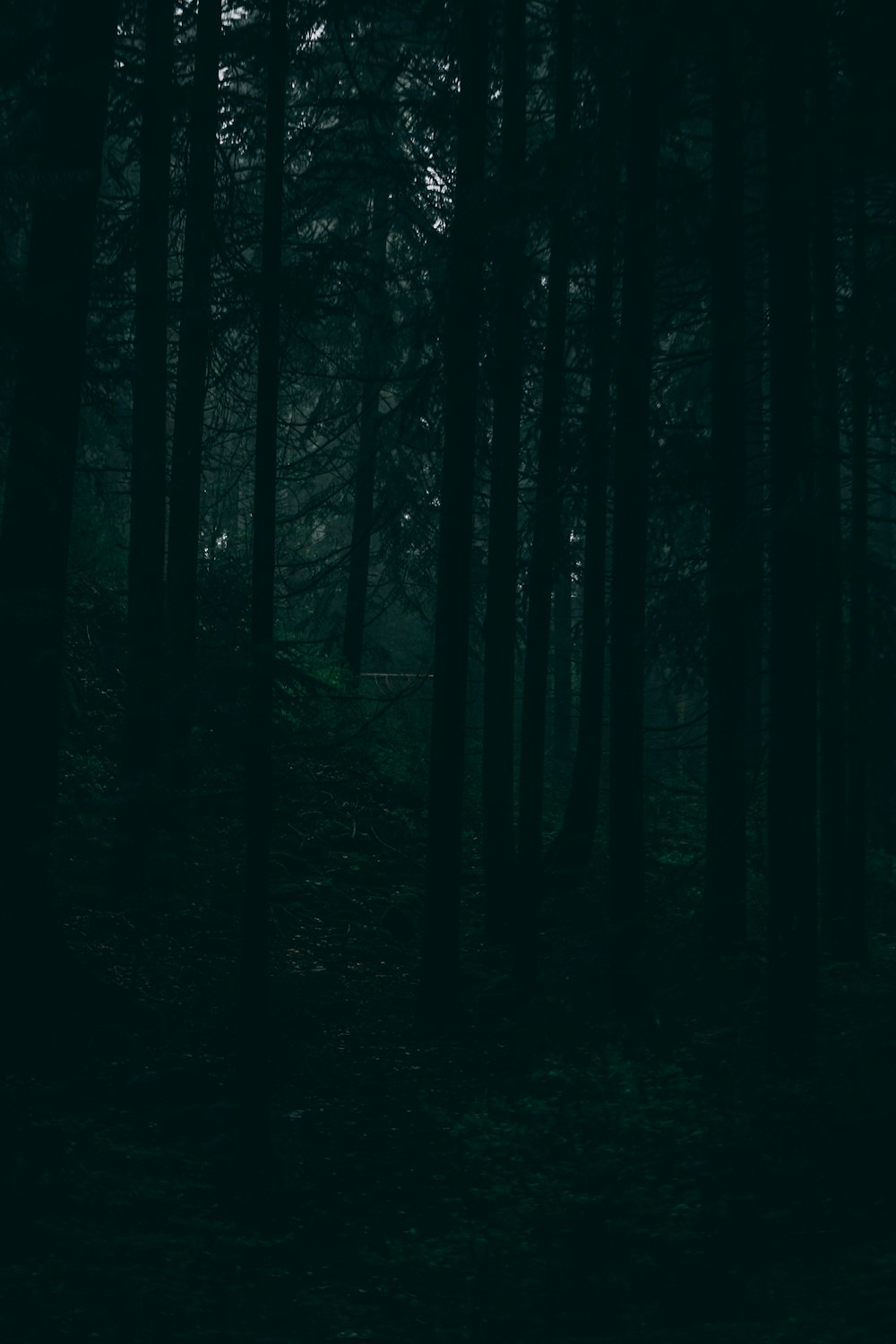 a dark forest filled with lots of trees