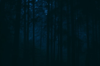 a dark forest filled with lots of tall trees