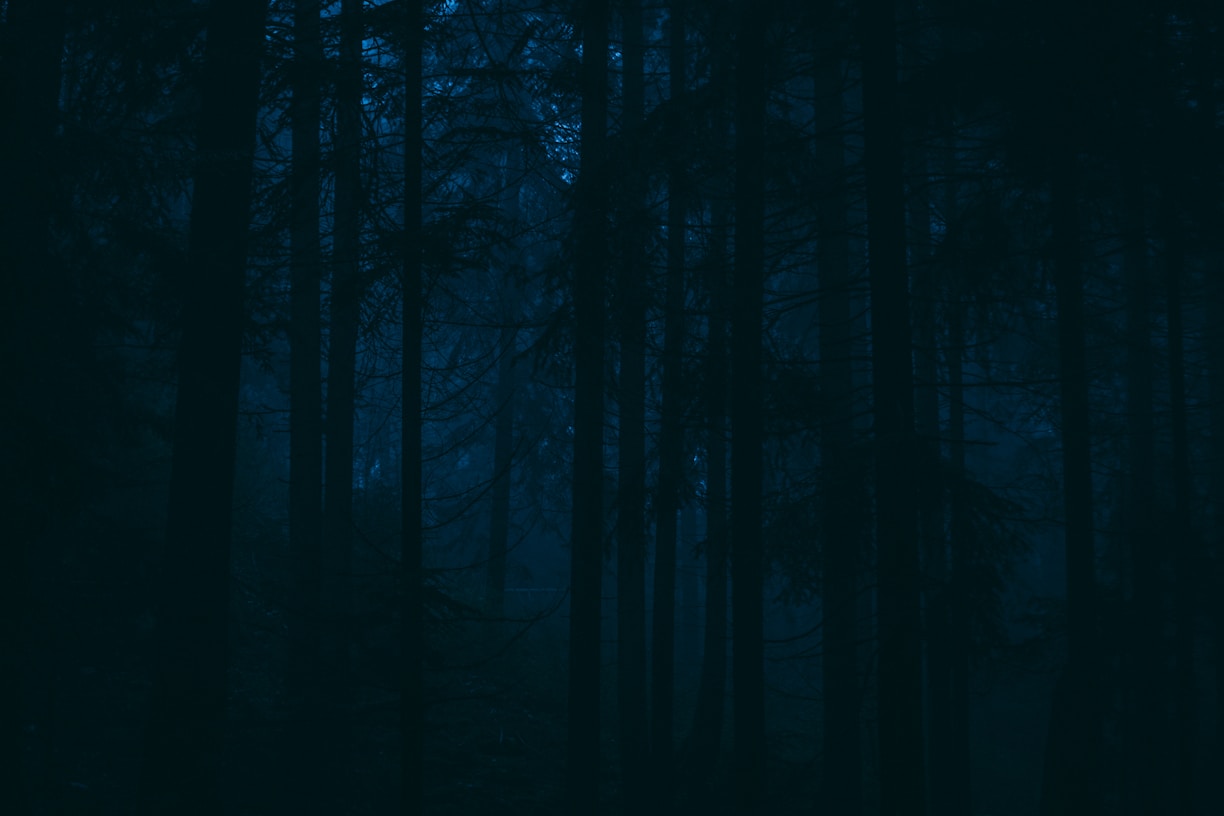 a dark forest filled with lots of tall trees