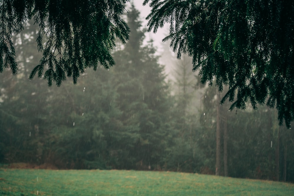 a field with trees and grass in the rain