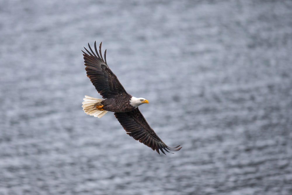 a bald eagle flying over a body of water