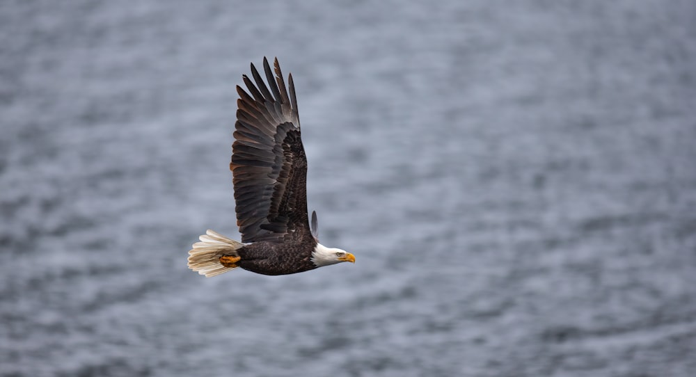 a bald eagle flying over a body of water