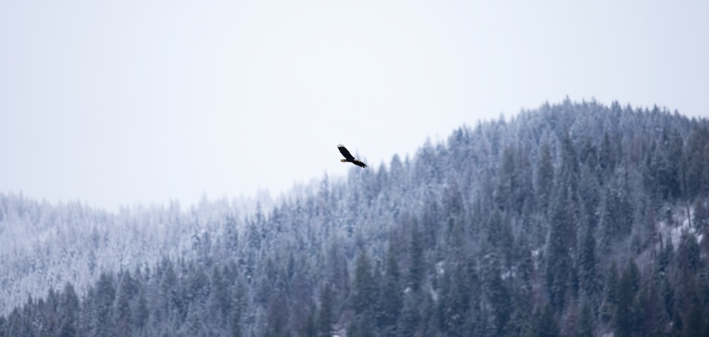 a bird flying over a snow covered mountain