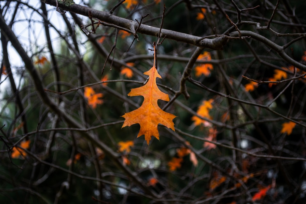 an orange leaf hanging from a tree branch