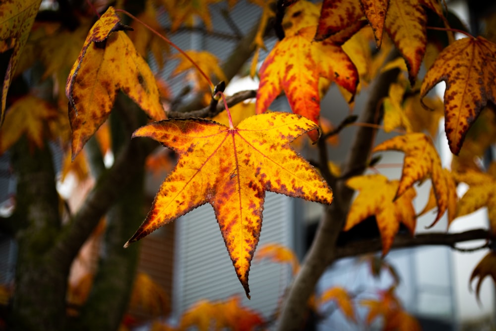 a leaf that is on a tree in the fall