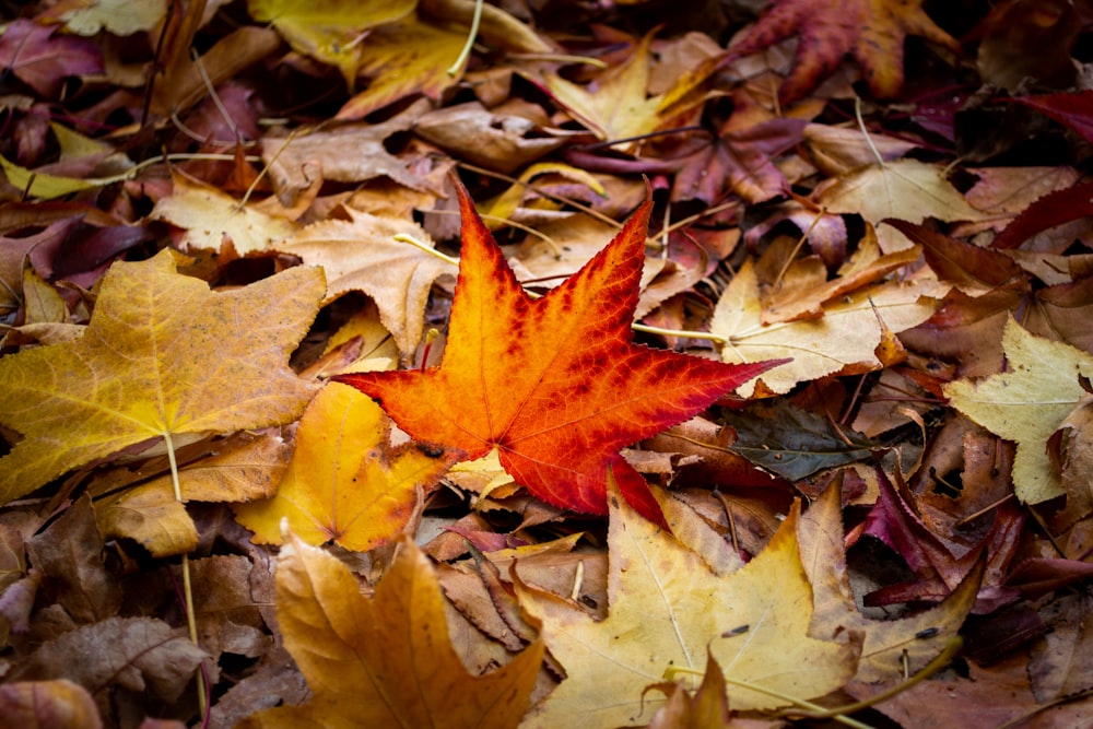 a leaf laying on top of a pile of leaves