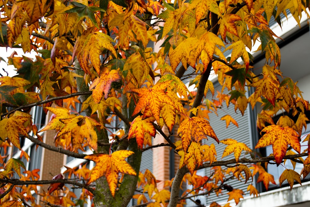 un albero con foglie gialle di fronte a un edificio