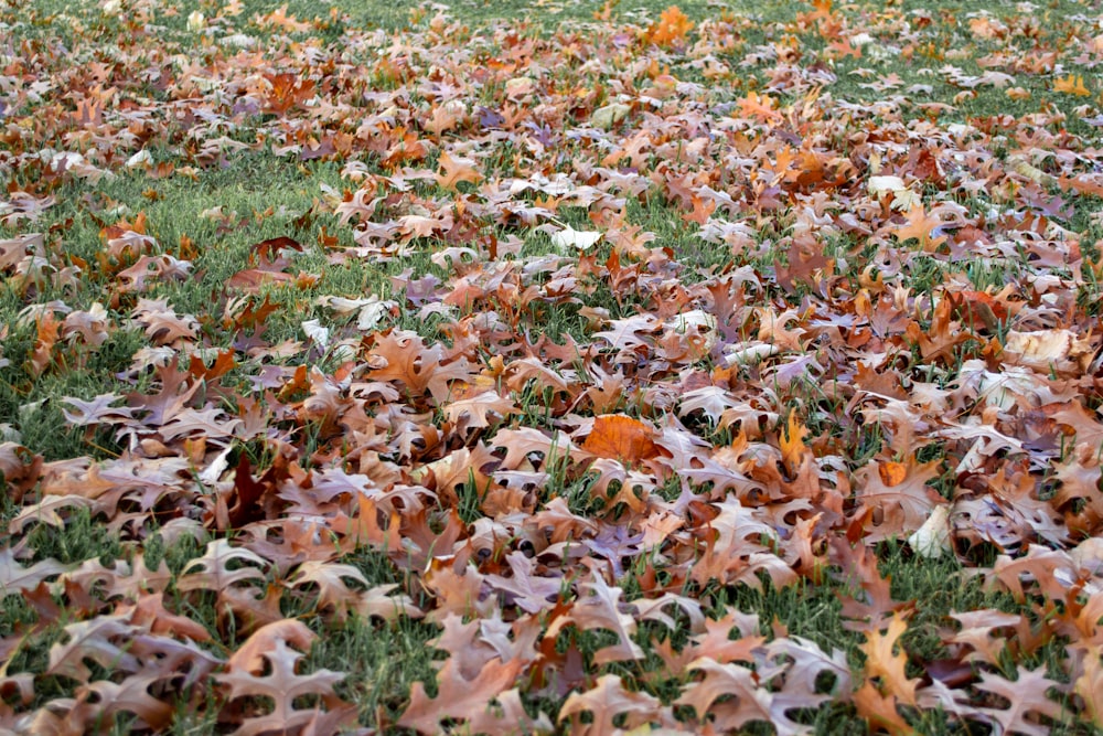 a field full of green grass covered in leaves