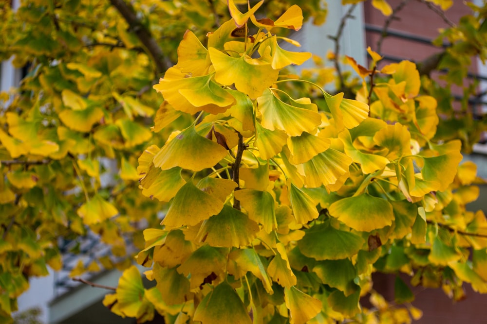 a tree with yellow leaves in front of a building