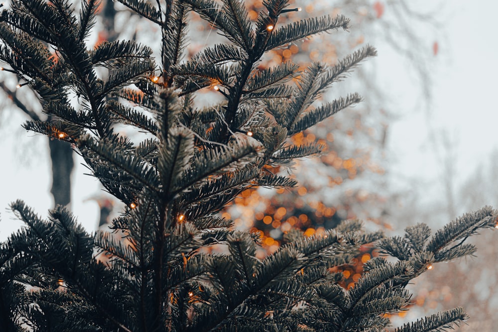 a close up of a pine tree with a blurry background