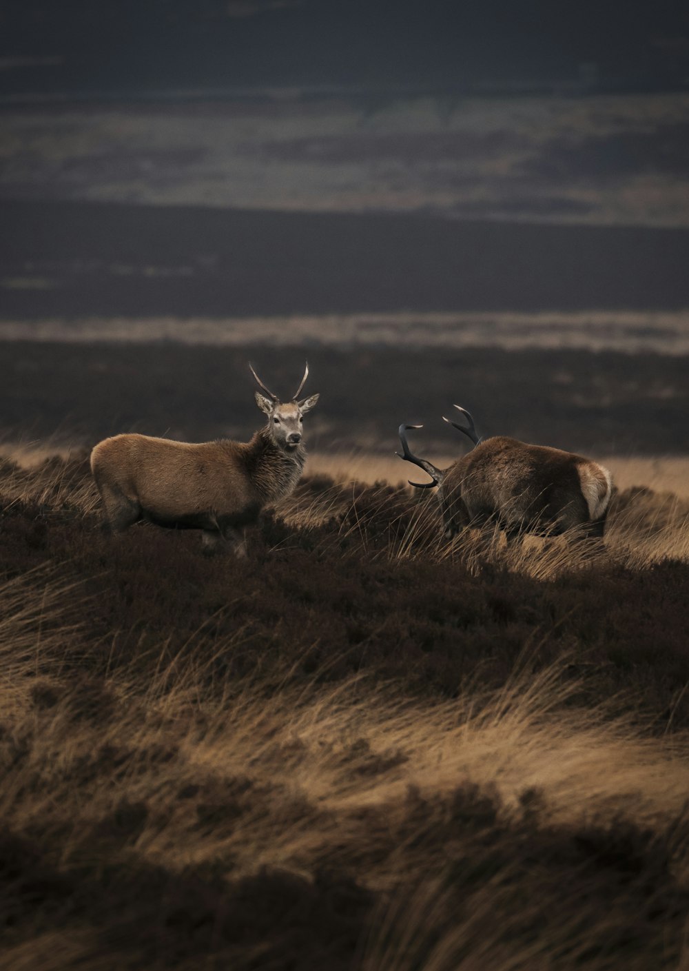 a couple of deer standing on top of a dry grass field