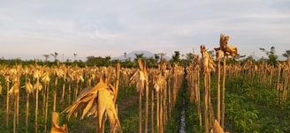 A rural landscape features a field of dried corn plants under a clear sky, with a mountainous backdrop and scattered trees on the horizon. The rows of corn are neatly aligned, and the scene is bathed in warm, golden sunlight.