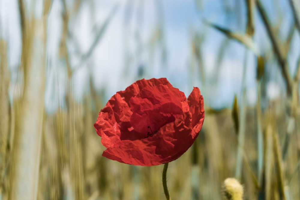 a red poppy in a field of tall grass