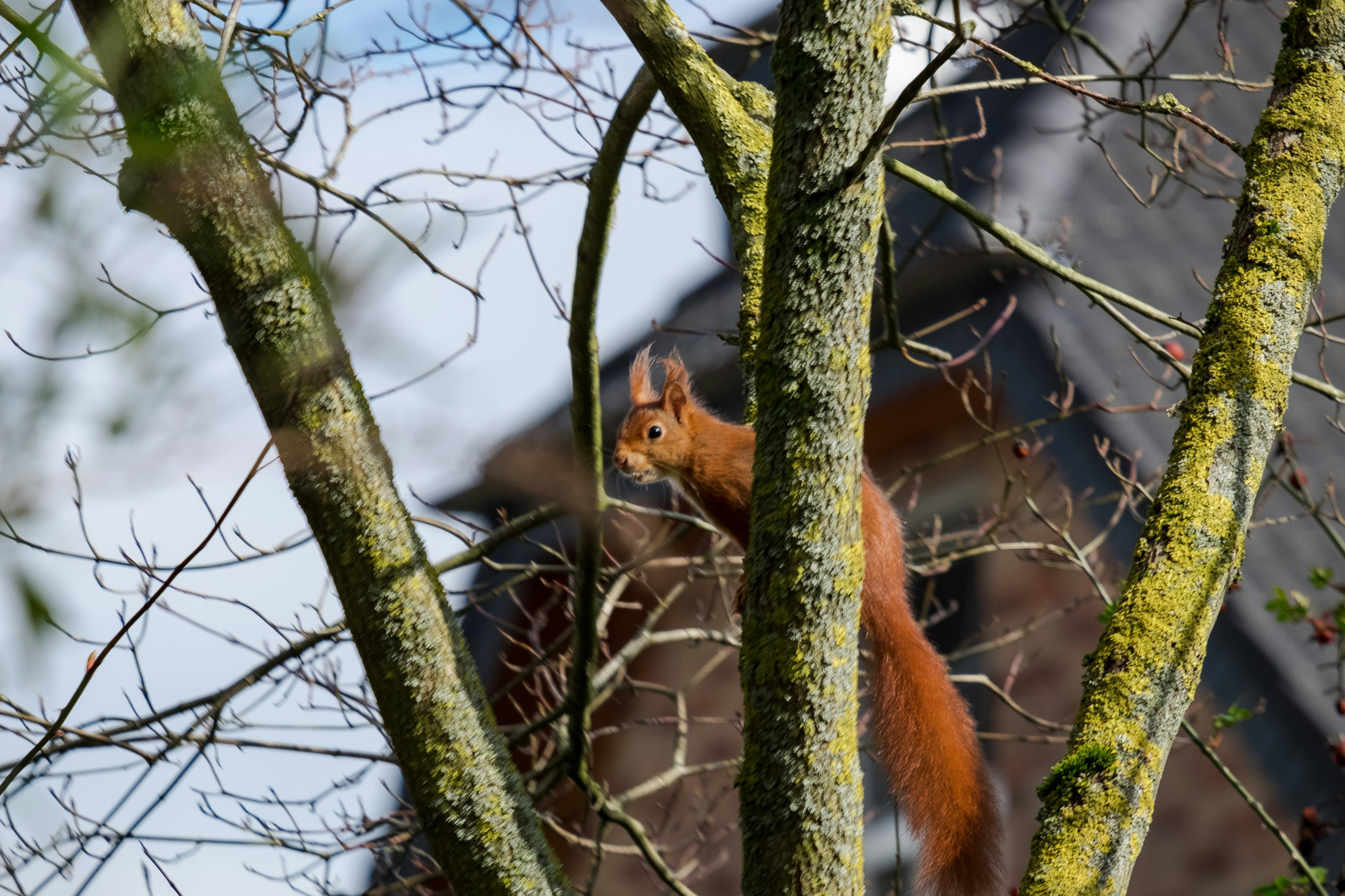 a squirrel is sitting on a tree branch