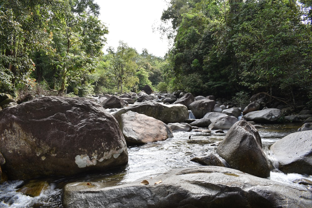 a river running through a lush green forest