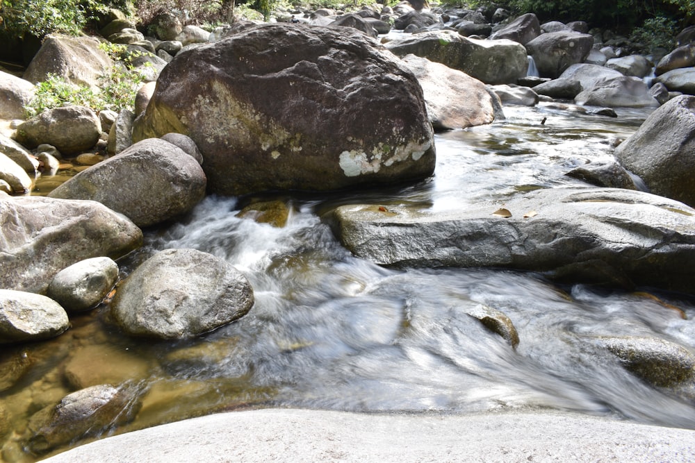 a stream running through a lush green forest