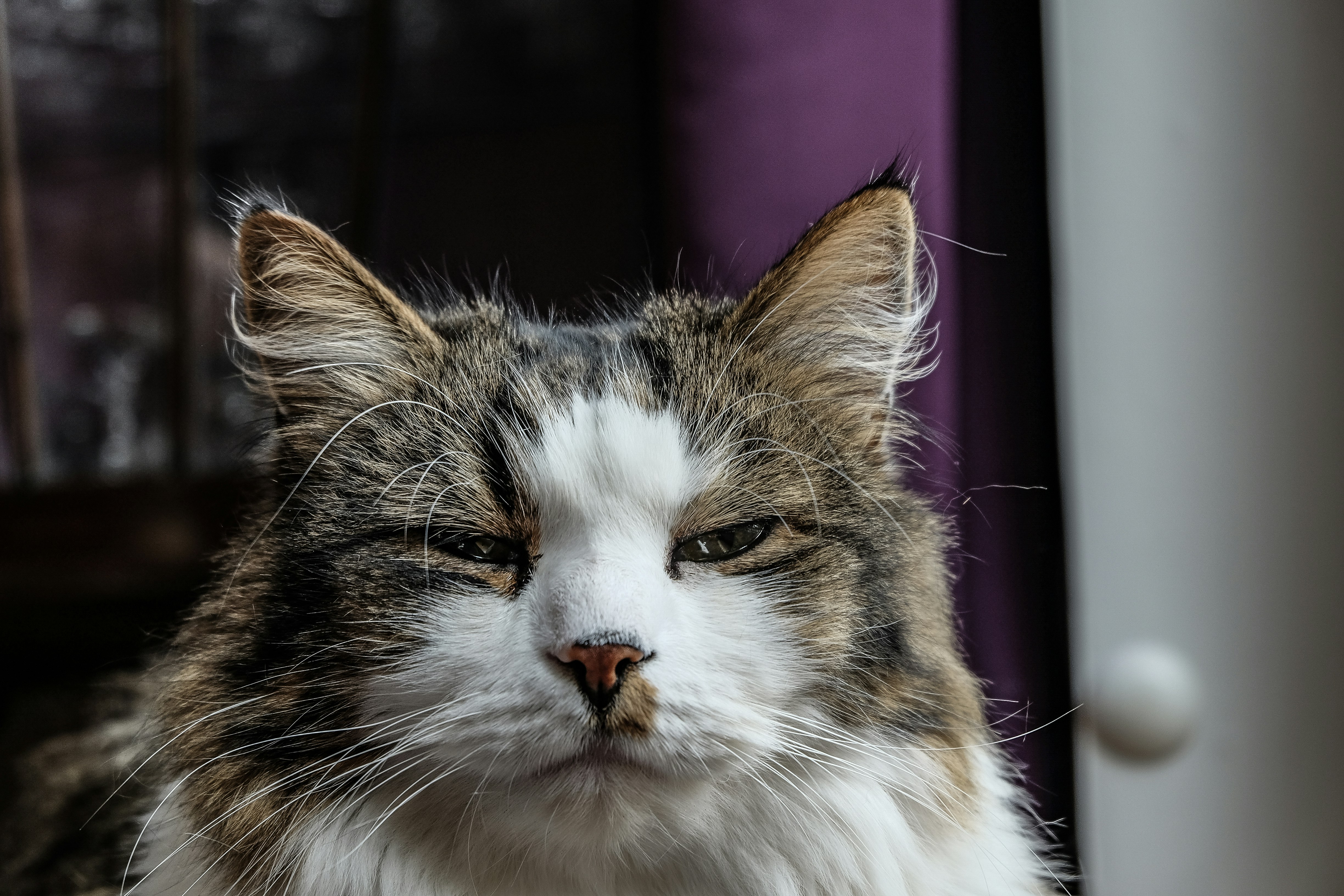 a close up of a cat near a window