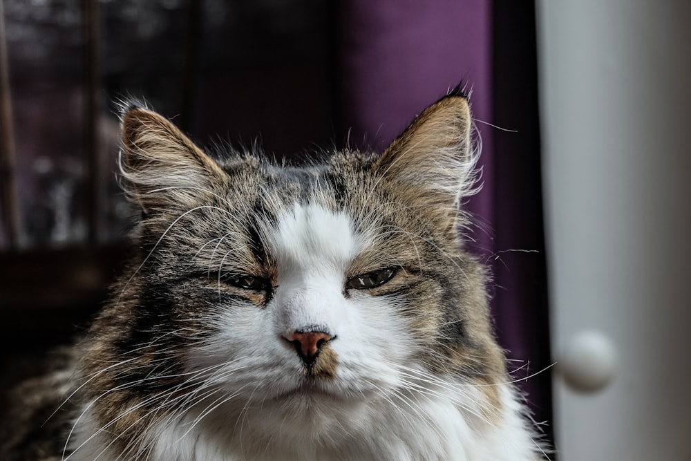 a close up of a cat near a window