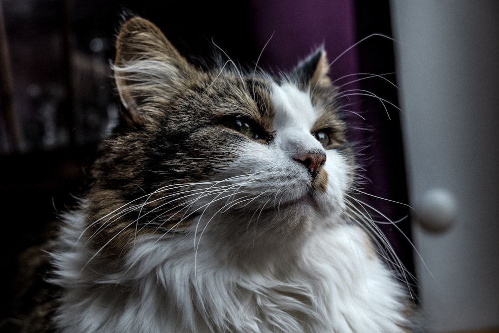 a close up of a cat with a blurry background