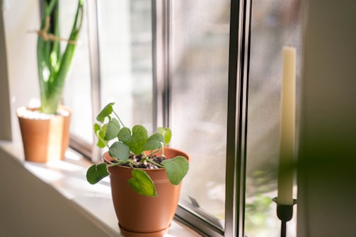 A bright window with plants on the sill, casting natural light into the room.