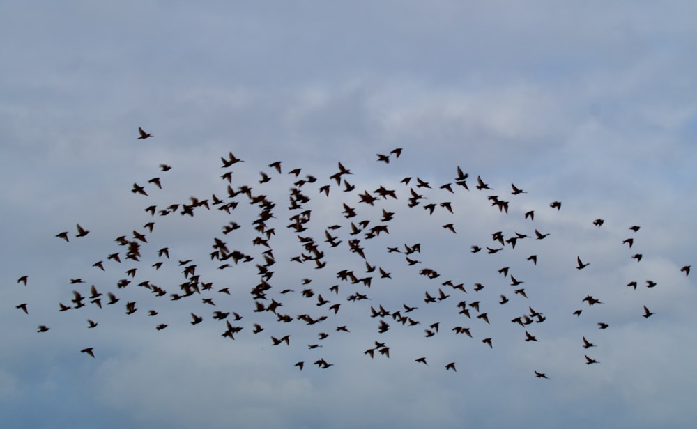 a flock of birds flying through a cloudy sky