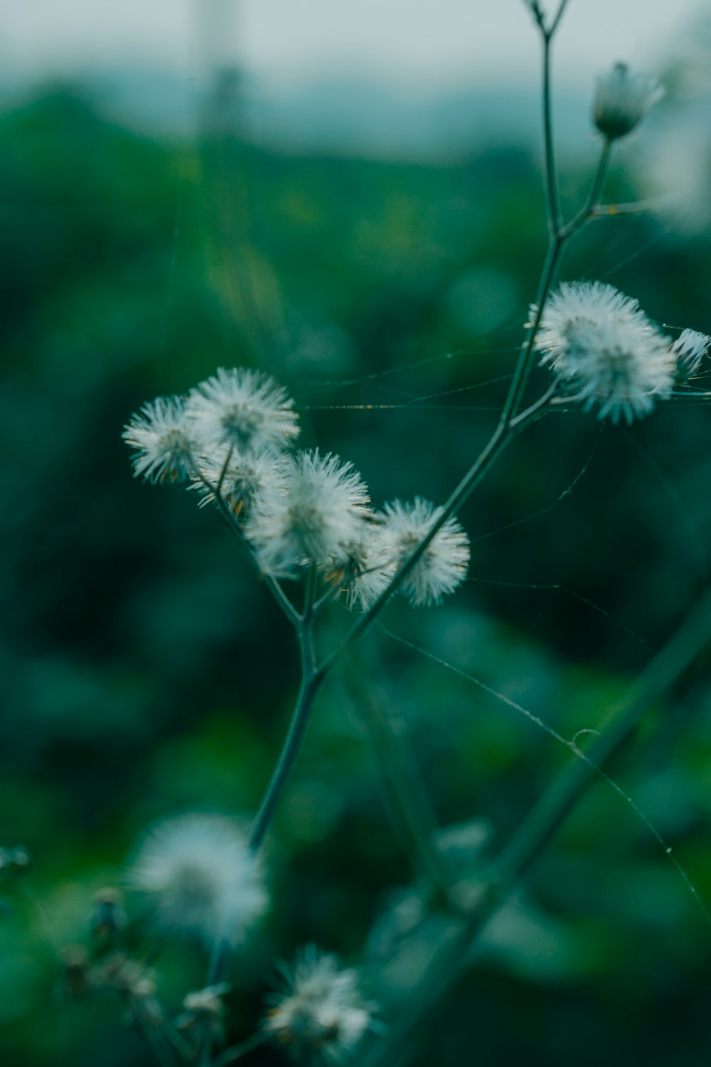 a close up of a plant with white flowers