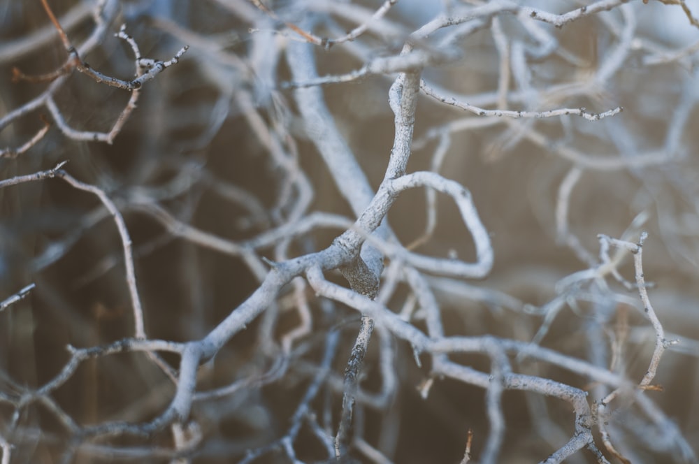 the branches of a tree are covered in ice
