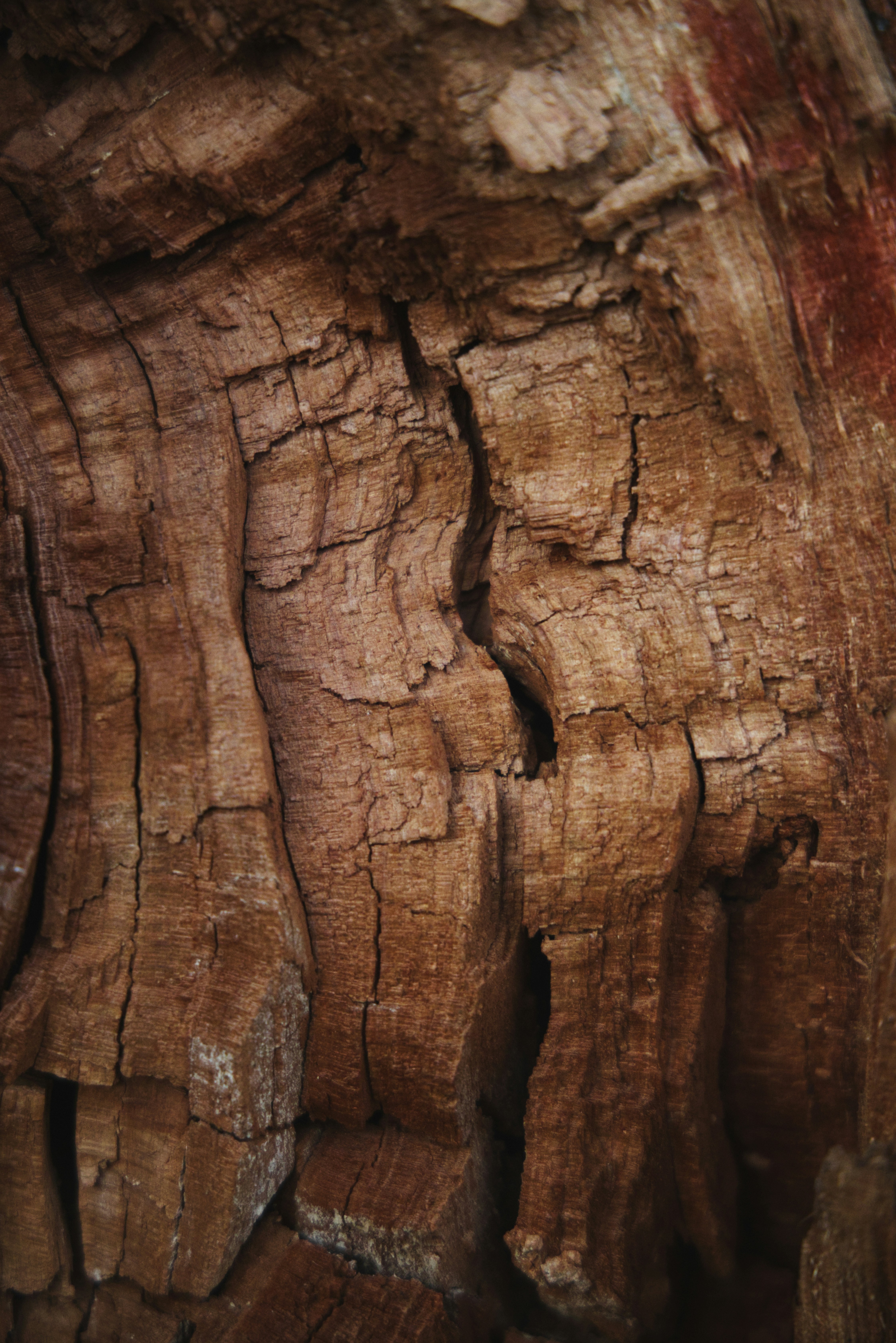 a close up of a tree trunk with a bird perched on top of it