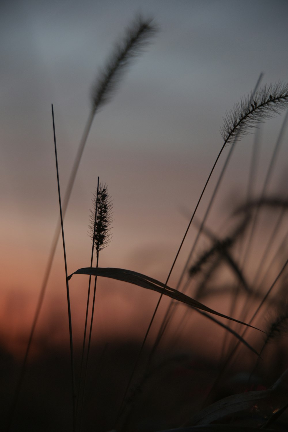 a close up of a plant with a sunset in the background