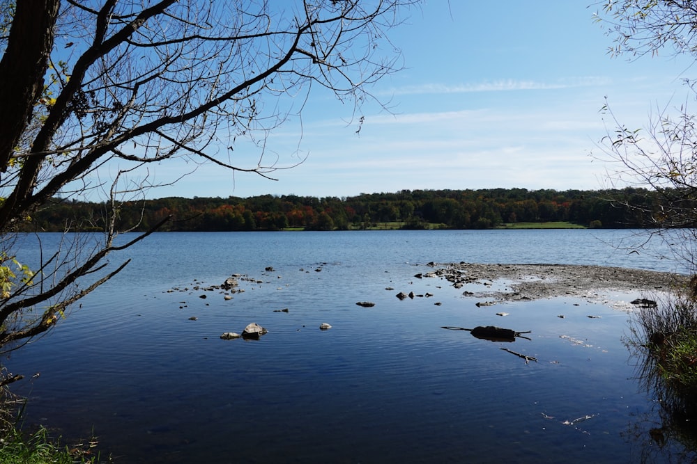 a body of water surrounded by trees and rocks