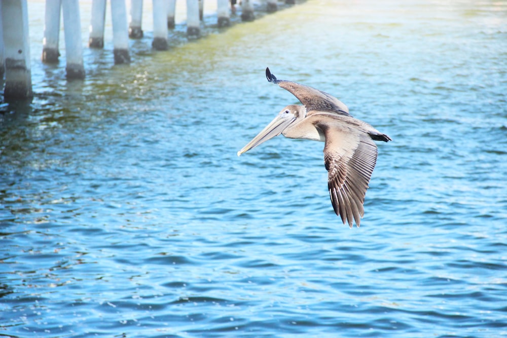 a bird flying over a body of water