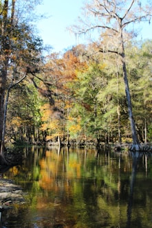 a body of water surrounded by lots of trees