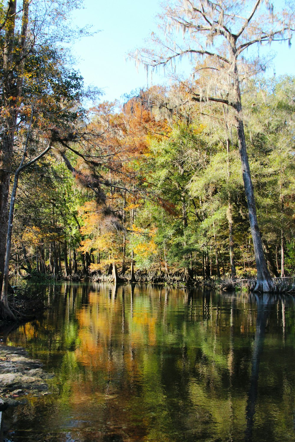 a body of water surrounded by lots of trees