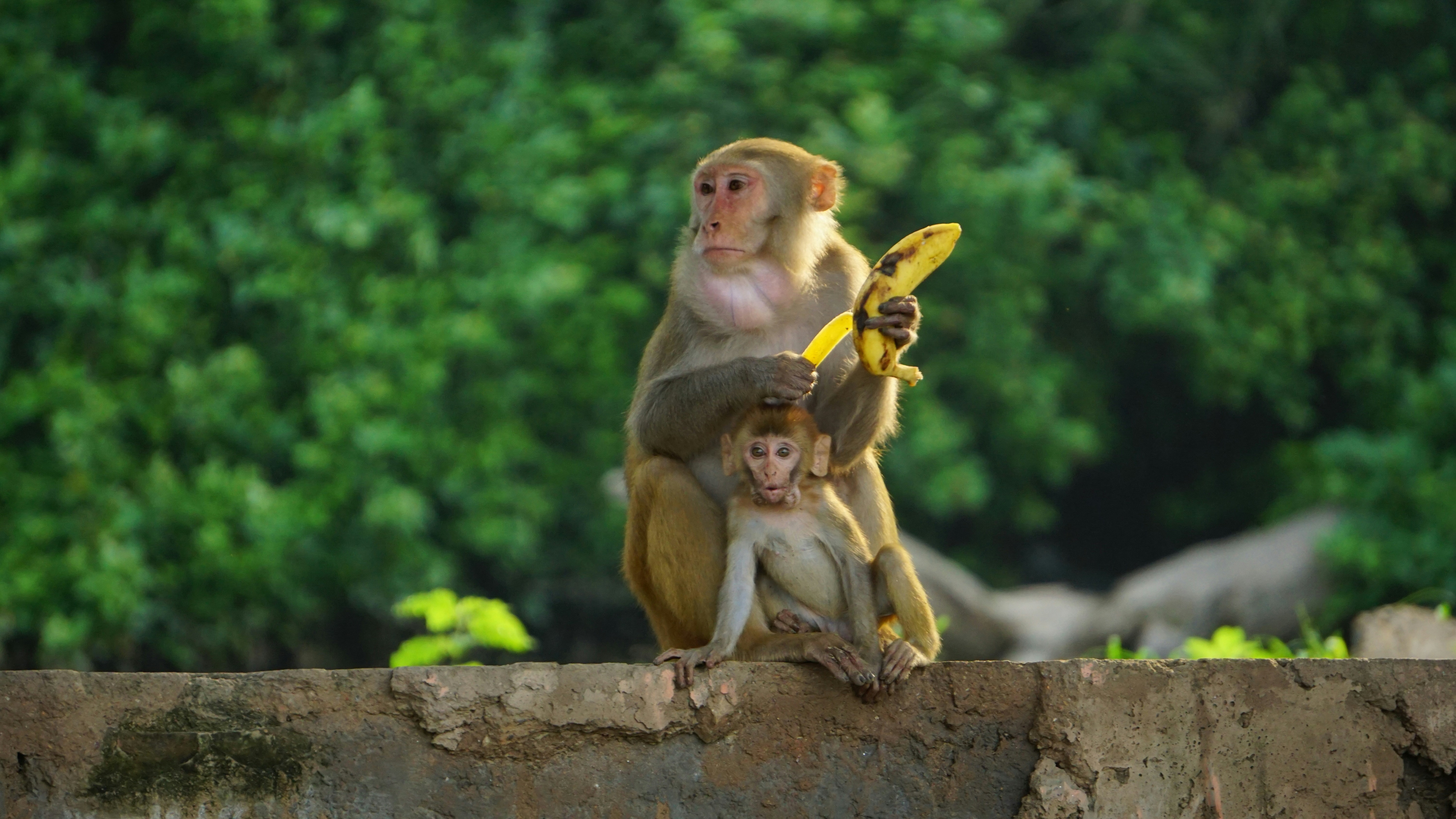 a couple of monkeys sitting on top of a stone wall