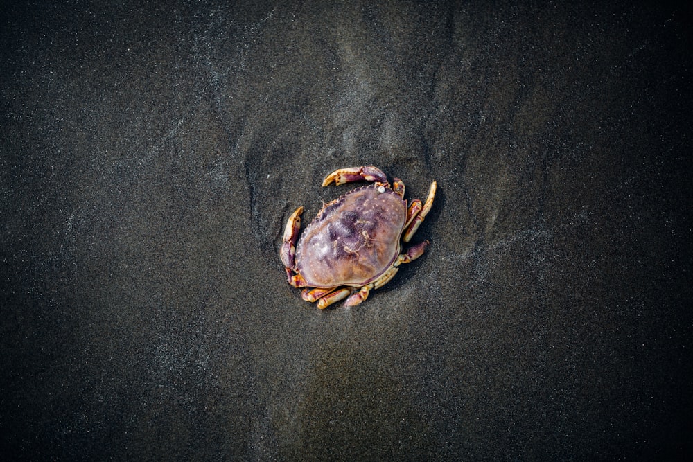 a crab sitting on top of a sandy beach