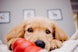 a brown dog laying on top of a bed next to a red toy