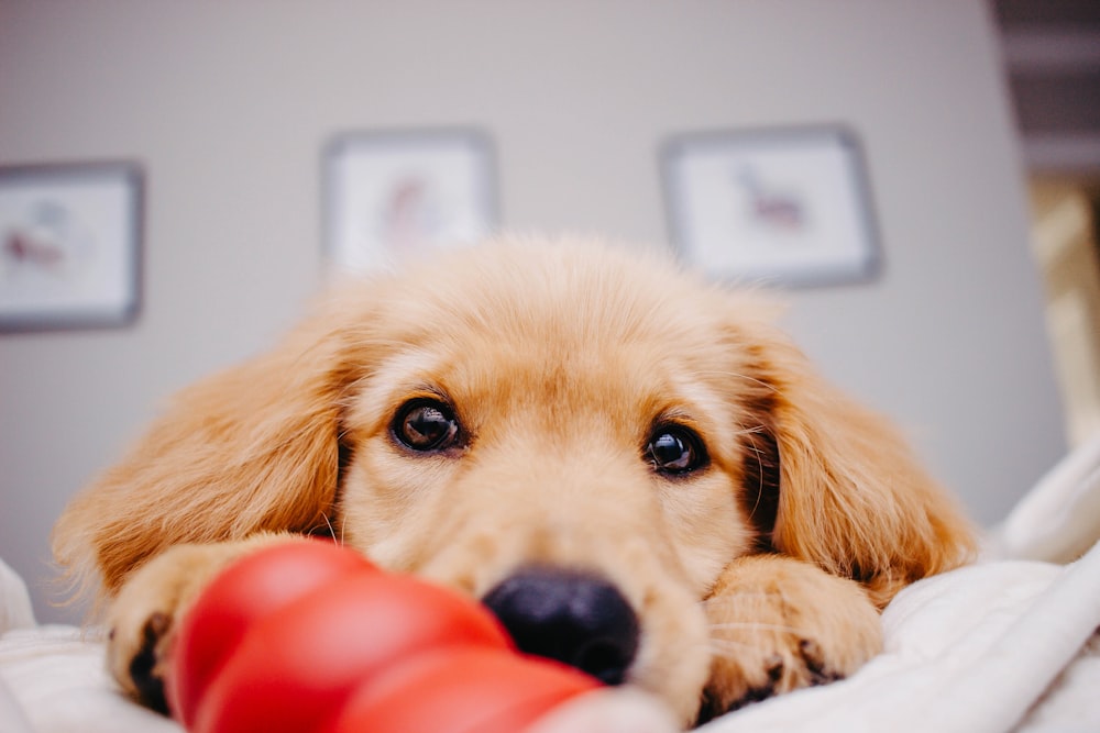 um cão marrom deitado em cima de uma cama ao lado de um brinquedo vermelho