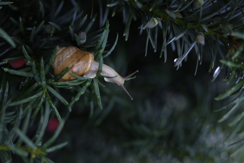 a snail sitting on top of a pine tree